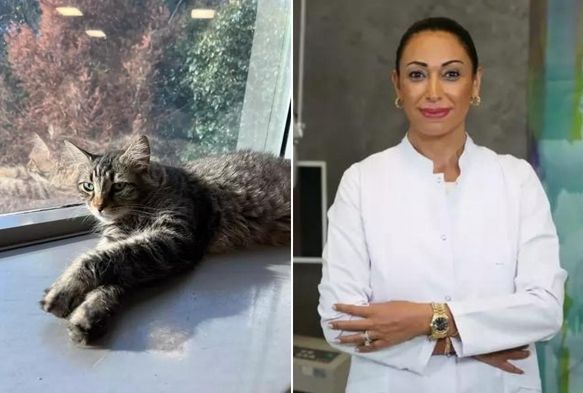 Kedi Tırmalaması Grme Kaybına Yol Aabilir