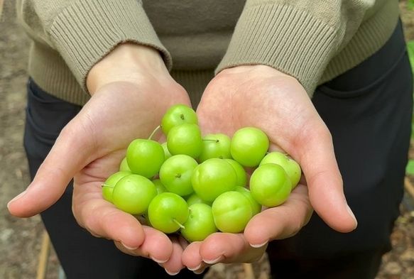 Fiyatı Altınla Yarışıyor!