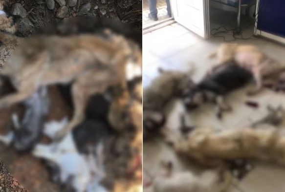 Onlarca Köpek Katledildi!