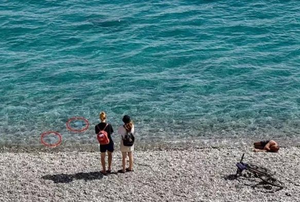 Sahillerde 'Denizanası' Tedirginliği!