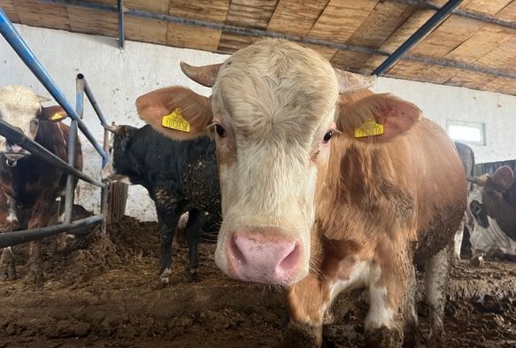Üç Adımda Kurbanlık Sorgulaması!
