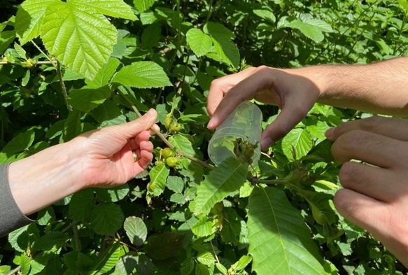 Ormanlara Savaşı Bcekler Bırakıldı!