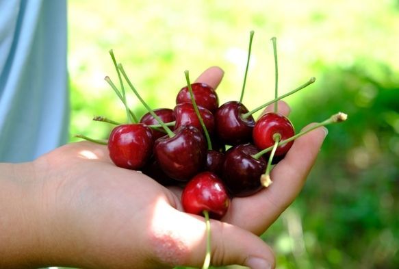 Kiraz ve Vişneyi Sinekten Koruyun!