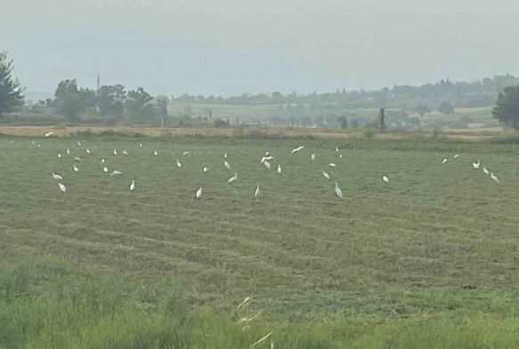 iftilerin İmdadına Kuşlar Yetişti