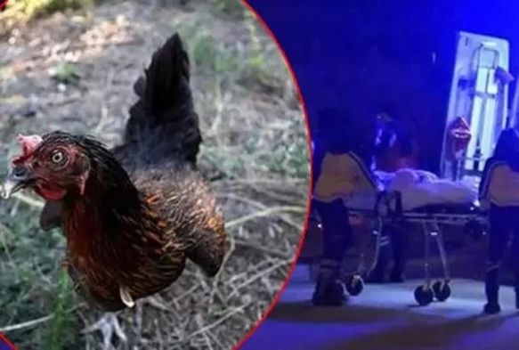 'Tavuk Girdi Kavgasında 2 l!