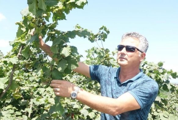 Fındıkta fiyat belirsizliği sryor