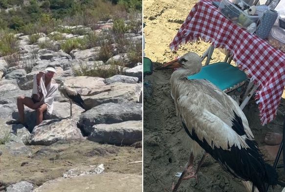 Göç Yolunda Yorgun Düştü!