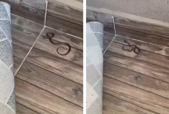 4'üncü kattaki evin balkonunda yılan görüldü