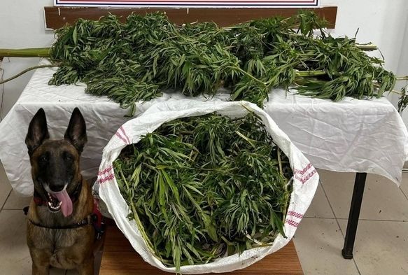 Artvin'de 15,5 kilo esrar yakalandı