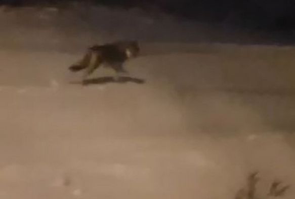 Aç kalan kurtlar şehre indi