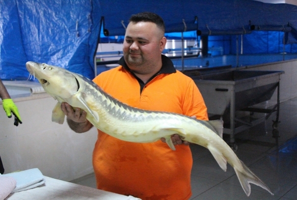 Siyah inci'nin kilosu 2 bin dolar