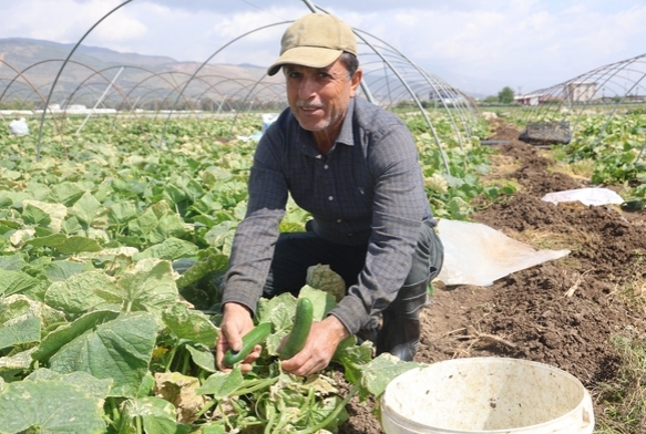 Amik Ovas'nda Salatalk Hasad