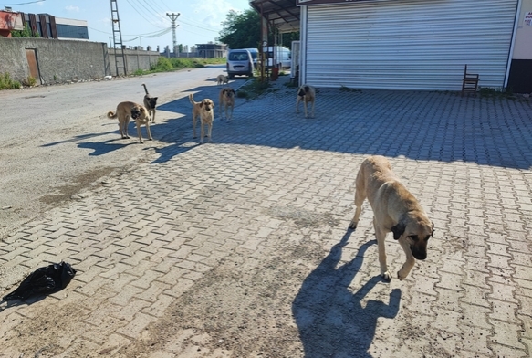 Sokak köpekleri tehlike saçıyor