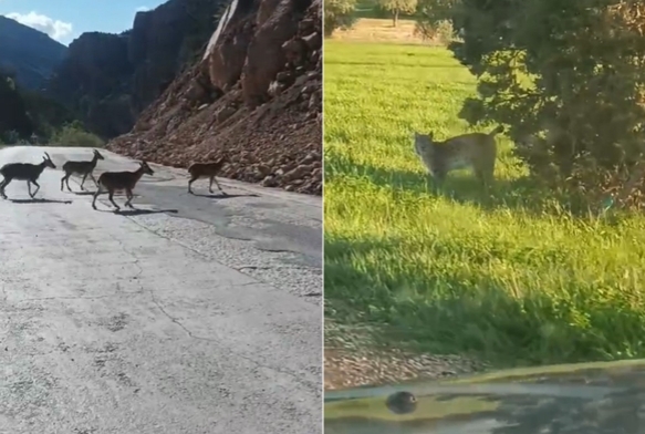 Vaşak ve dağ keçileri yollara indi