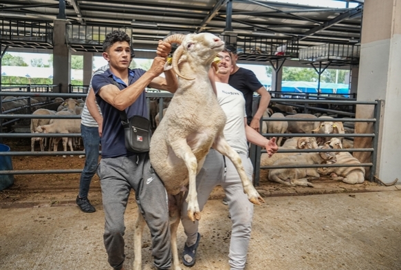 Kurban pazarnn gzdesi