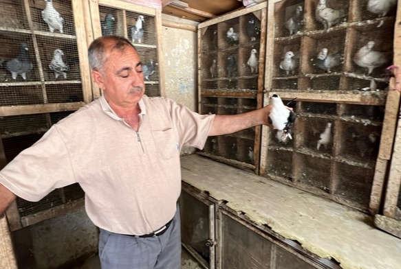 Depremde 170 güvercini telef oldu