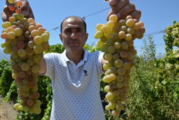 Manisa'da 'çilek uzümü' hasadı başladı