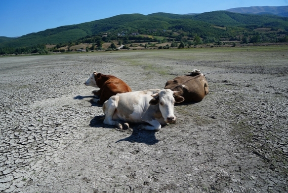 Kurakln en ac grnts