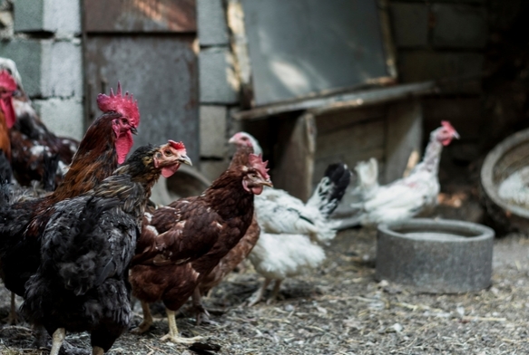 Kümes hayvanları kapalı alanlarda tutulacak