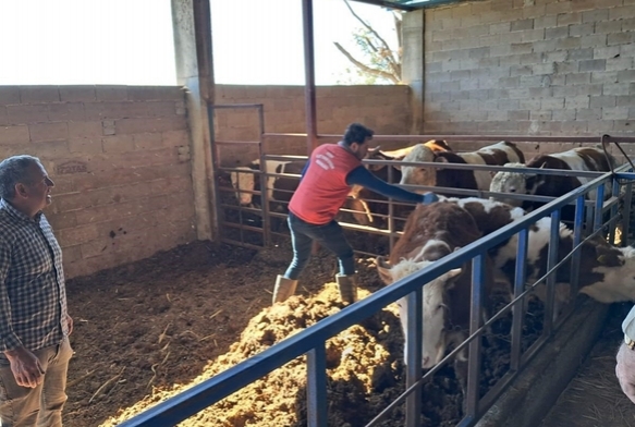 Şap aşılaması sürüyor!