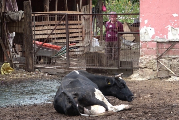 apa kar en radikal koruma a