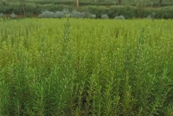 Atl araziler biberiye ile canlanyor