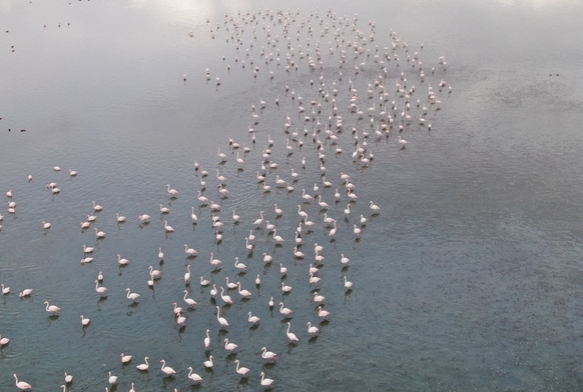 Flamingolar Van'a akn etti