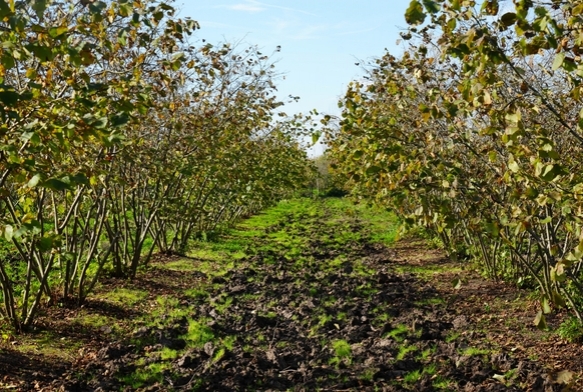 Samsun fndk retiminde zirvede!