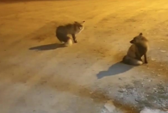 Tilkileri iin yaylay terk edip ehre gidemiyor