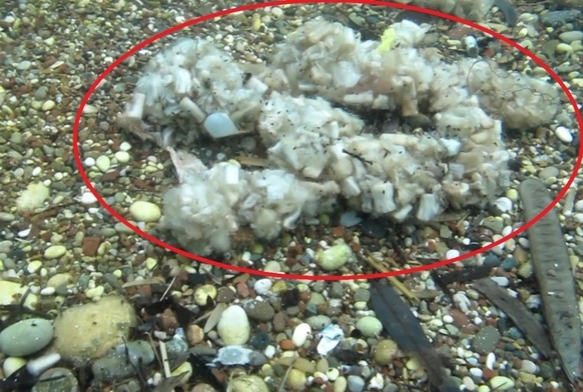 zmaritler denizde pamuk tarlasna dnt