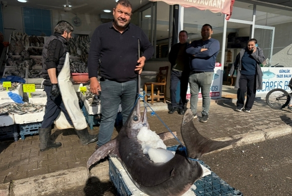 138 kiloluk kl bal ilgi oda oldu