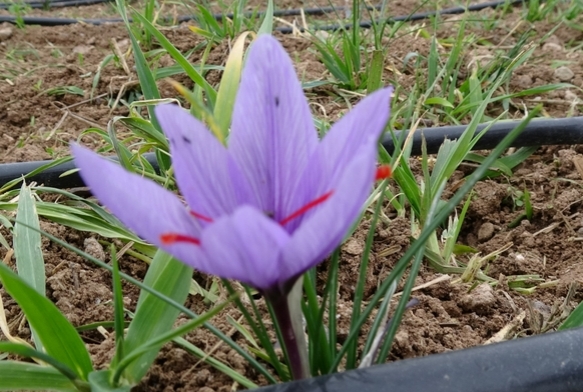 Gram 600 TL olan safran yok satyor