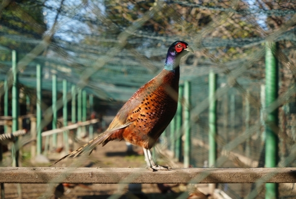 Kahverengi kokarca savalar!