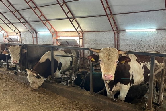 Kurbanl�klar pazara ��kmay� bekliyor